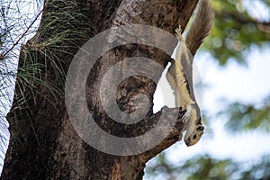 Close up Brown Finlayson\'s squirrel or Variable squirrel found in gardens