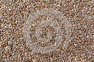 Close up Brown flax seeds  Linum usitatissimum