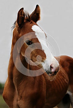 Close up of brown foal