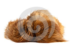 Close up of brown fox fur pompoms. Fox fur