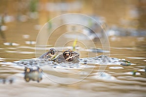 Close up Brown frog & x28;Rana temporaria& x29;