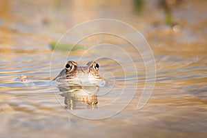 Close up Brown frog & x28;Rana temporaria& x29;