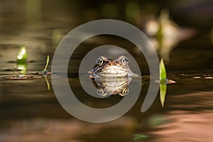 Close up Brown frog Rana temporaria