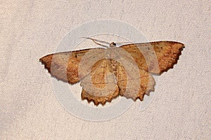 Geometrid moth
