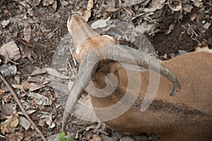 Close-up of a brown goat