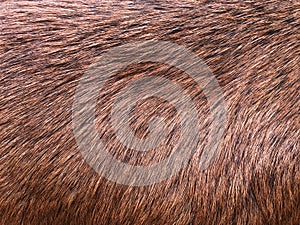close-up of brown goat fur
