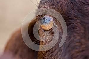Close up of brown goat`s eye at farm