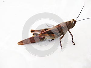 Close-up of a brown grasshopper against a white background.grass hopper