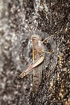 Close-up of brown grasshopper on a rock in Fitzroy Island