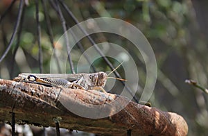 Close up of Brown Grasshopper on Top of Wind Chimes