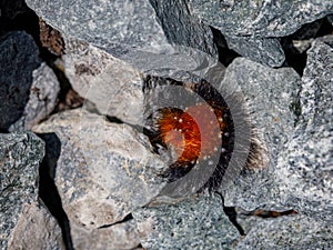 close up brown hairy furry Caterpillar of Arctia caja on stone. also know as woolly bear butterfly