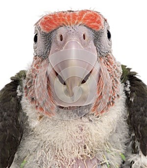 Close-up of Brown-headed Parrot, Poicephalus cryptoxanthus, 2 months old