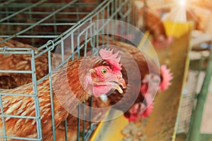 Close up of brown hens,feeding chickens in cage industrial farm in the countryside
