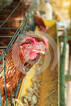 Close up of brown hens,feeding chickens in cage industrial farm in the countryside