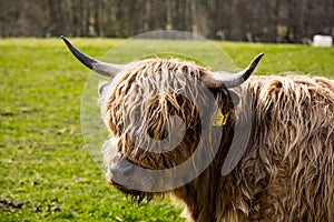 A close up of a brown highland cow