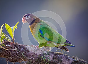 Close up of a brown-hooded parrot walking up tree limb