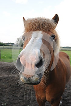 Close up of a brown horse