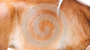 Close up brown horse body fur texture nature animal background