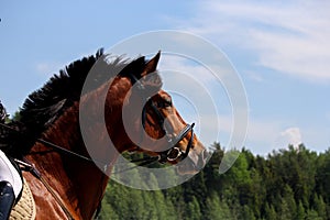 Close up of brown horse with bridle