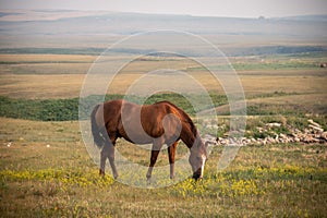 Close up of a brown horse eating grass in farmland with mountains and blue sky on a sunny day