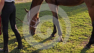 Close-up of a brown horse eating grass in a field.