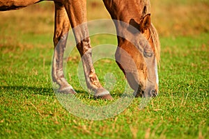 Close-up of a brown horse eating grass in a pasture. Early morning. Low angle view. Side view