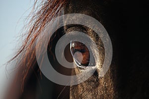 Close up of brown horse eye