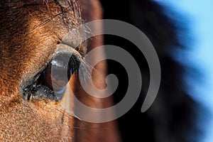 Close up of brown horse eye