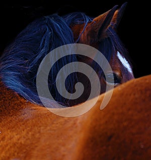 Close Up of a brown horse eye. On black background