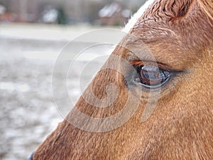 Close up of brown horse eye and his face