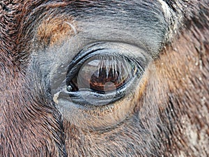 Close up of brown horse eye and his face