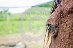 Close up of brown horse eye on sunny day