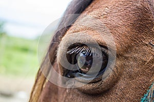 Close up of brown horse eye on sunny day