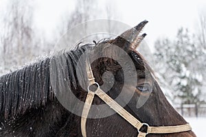 Close up of brown horse eye on winter day