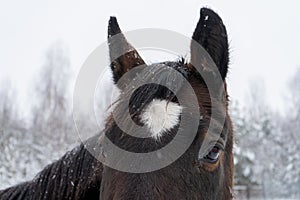 Close up of brown horse eye on winter day