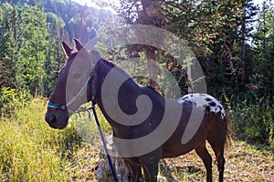 Close-up of a brown horse in the forest