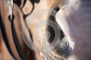 Close up of brown horse head