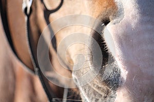 Close up of brown horse head