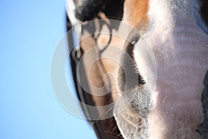 Close up of brown horse head