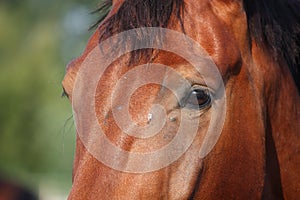 Close up of brown horse head and eye