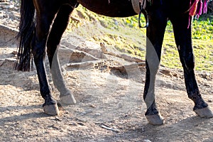Close up of brown horse hind legs and hoofs