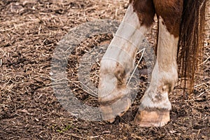 Close up of brown horse legs and hooves