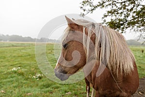 Close up of a brown horse, with a light colored mane