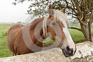 Close up of a brown horse, with a light colored mane