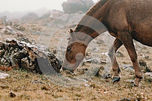 Close up of a brown horse in the mountain eating grass surrounded by the mist
