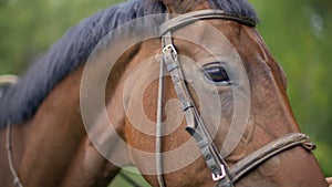 Close up brown horse portrait. Brown horse face, eye, mane on pasture at farm ranch. Head stalliongrazing on green field