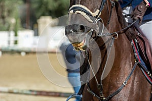 Close Up of a Brown Horse preparing before a five star equestrian competition in Italy
