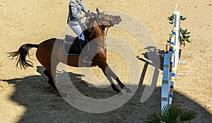 Close Up of Brown Horse refusing to Jump the Obstacle during a Horse Competition in Italy