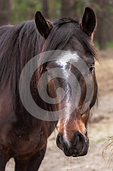 Close-up of a brown horse with a white spot on its nose