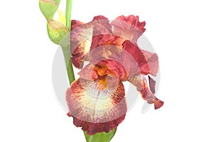 Close-Up of Brown Iris Flower Petals